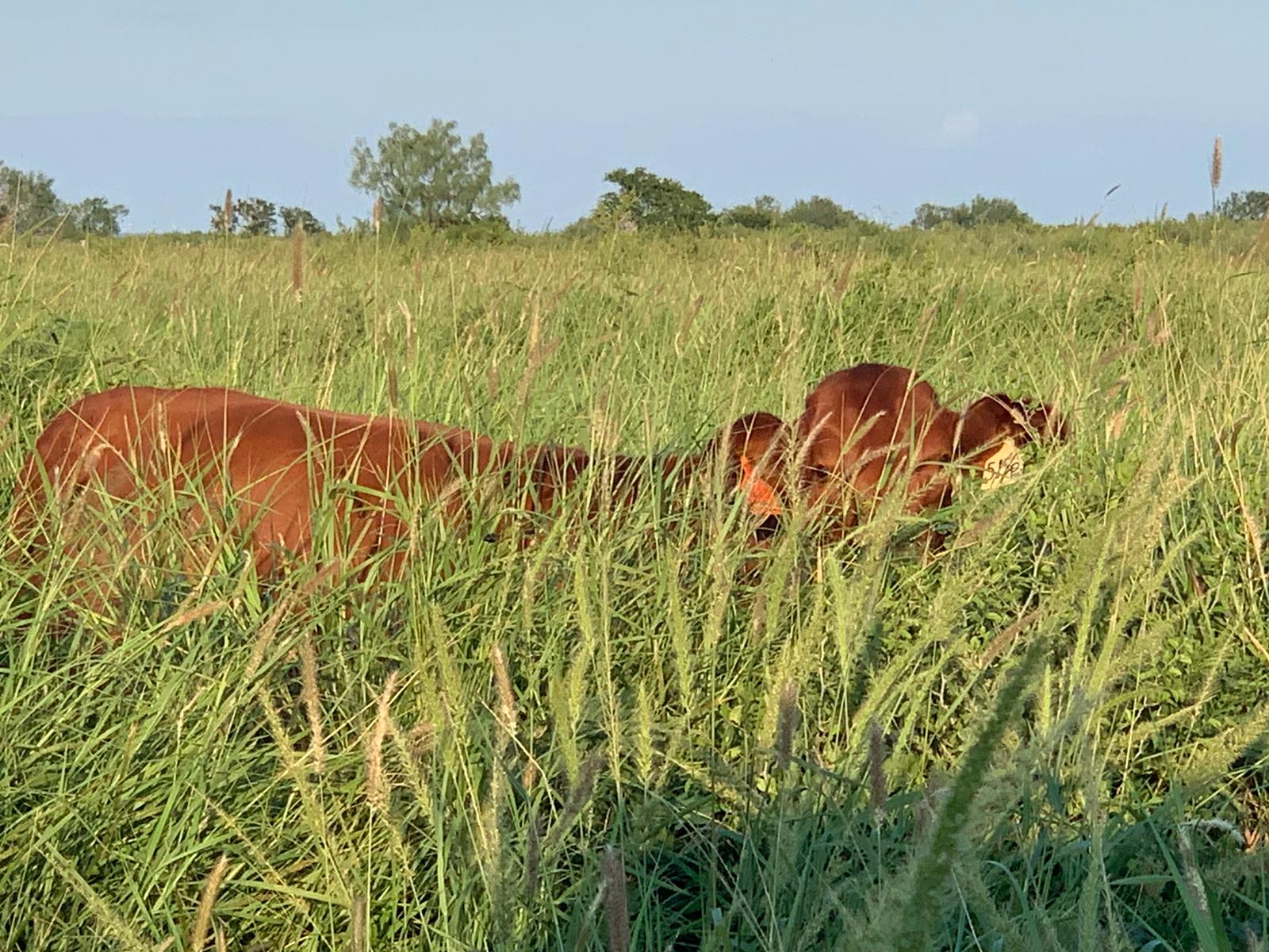 Cattle covered with Pecos Buffel 2