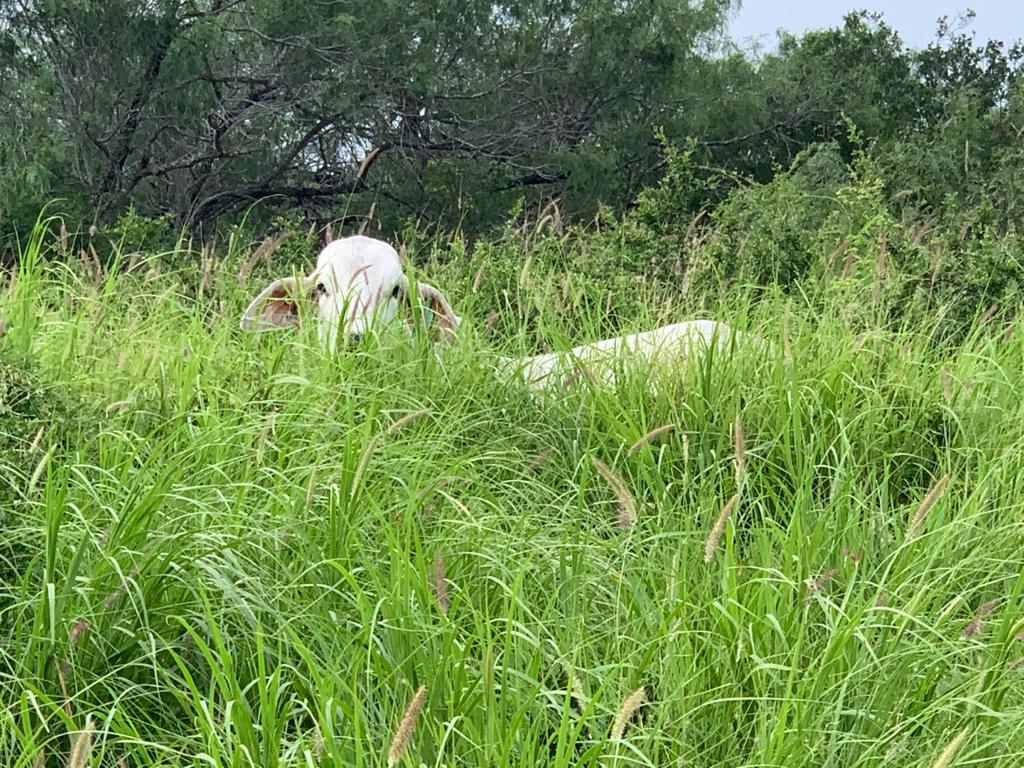 Cattle covred with Pecos Buffel 1