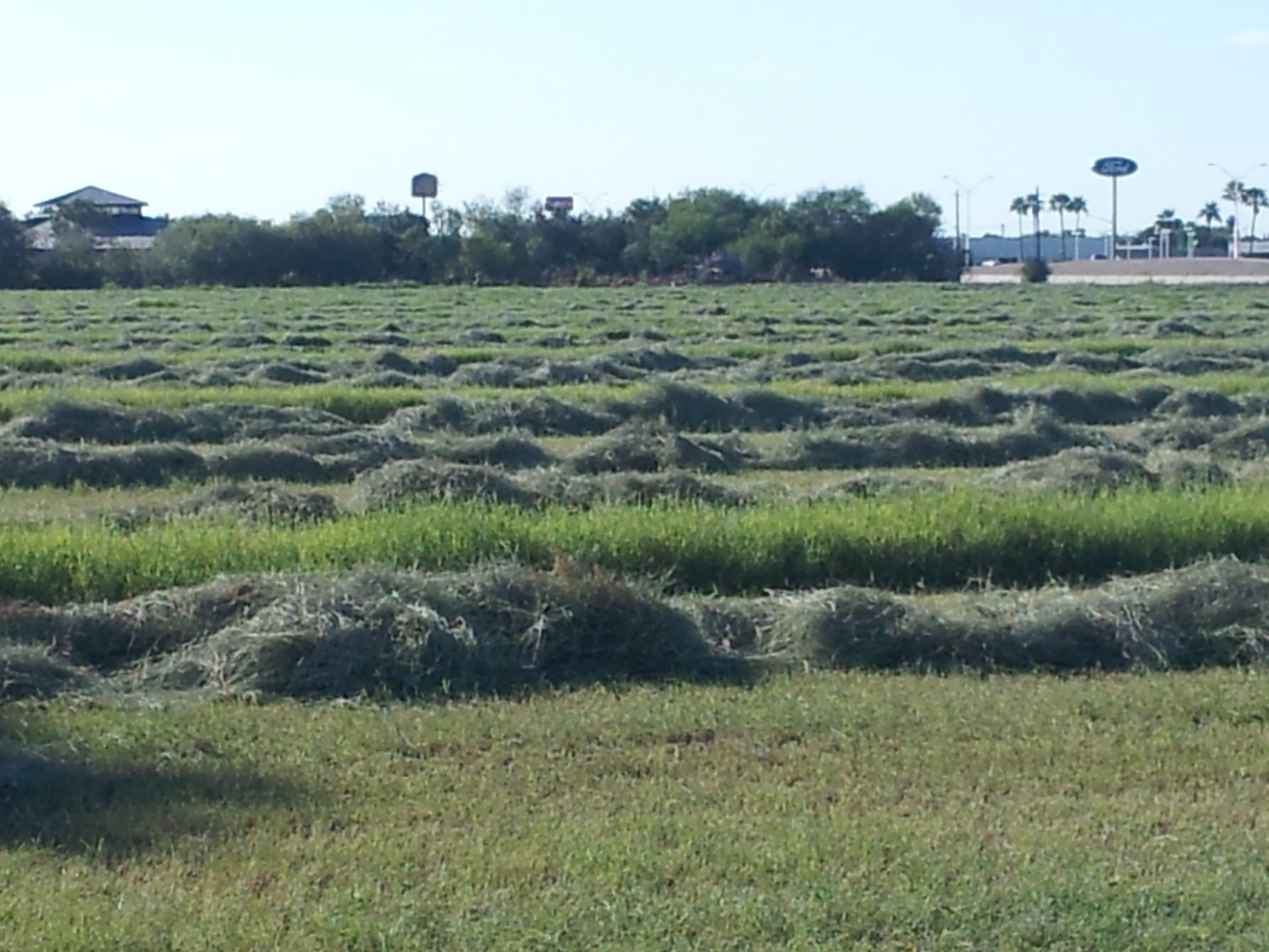 Giant Bermuda Cut for Hay Baling