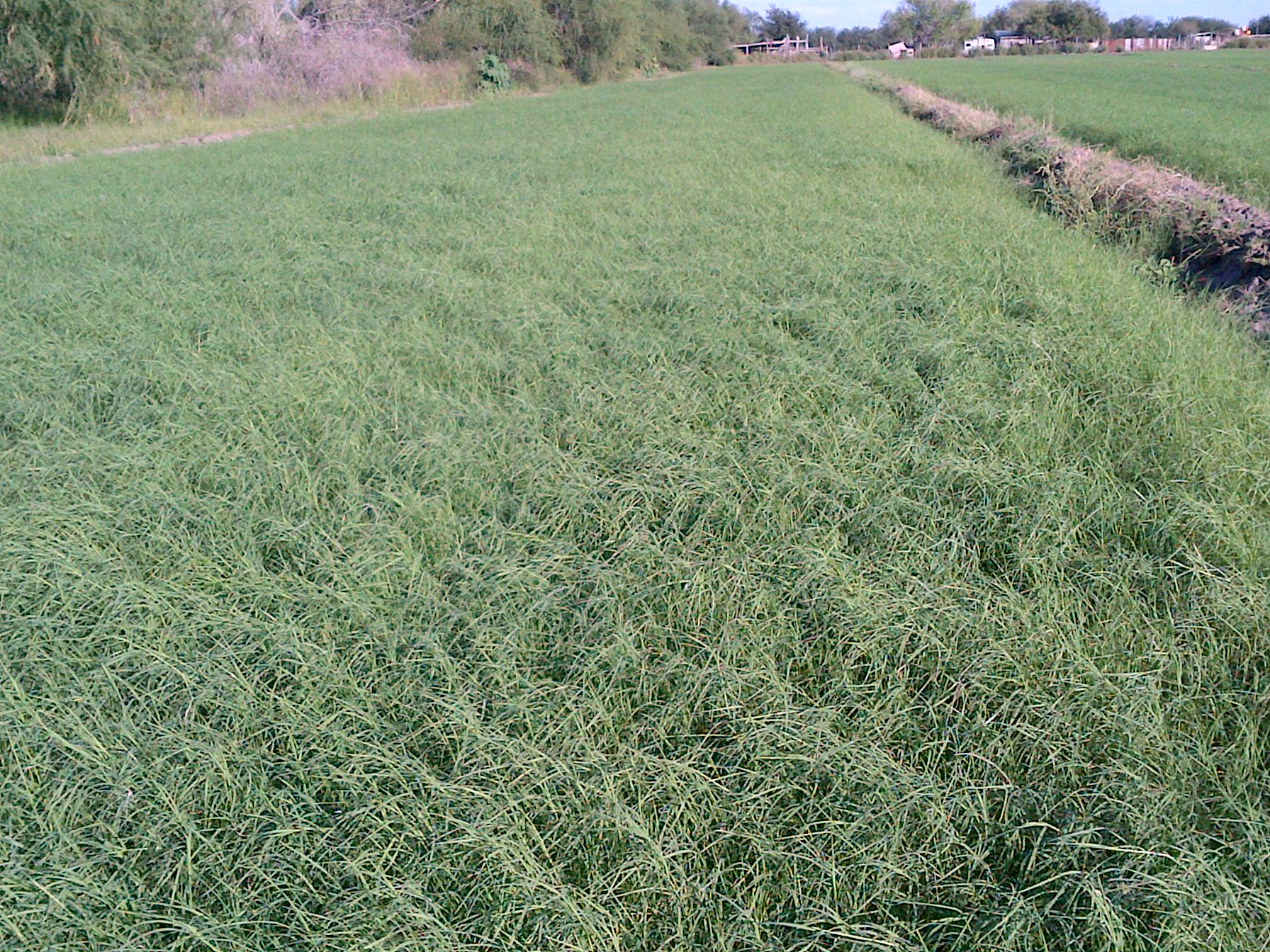 Giant Bermuda Field 2