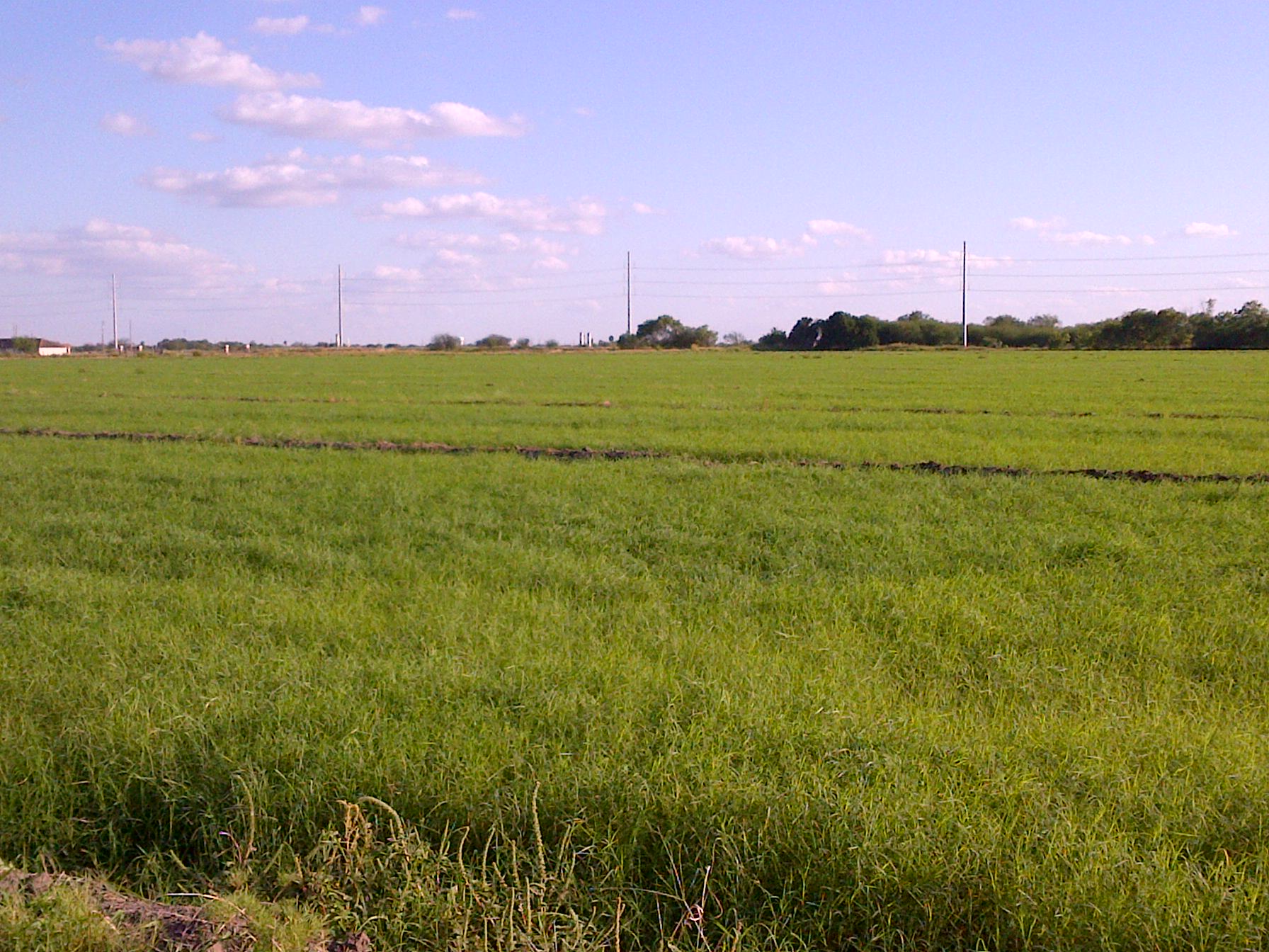 Giant Bermuda Field